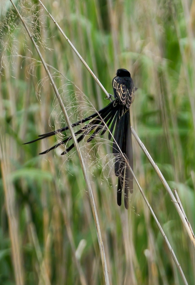 Red-collared Widowbird - ML644543637