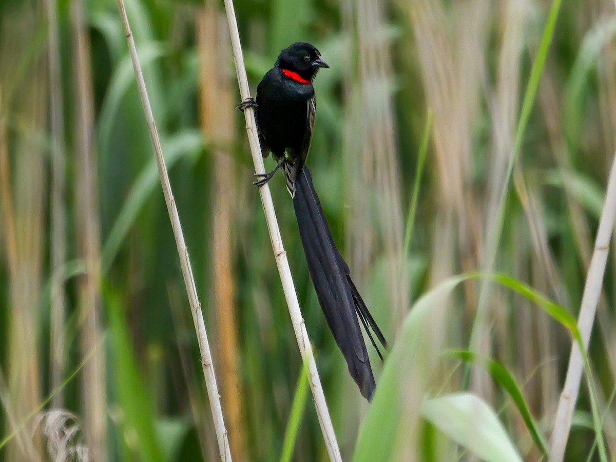 Red-collared Widowbird - ML644543638