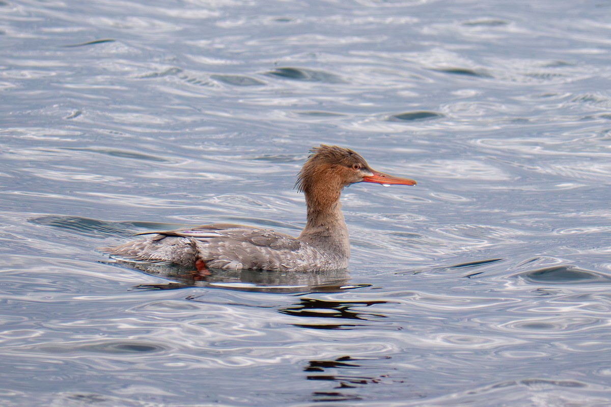 מרגון בינוני - ML644543639
