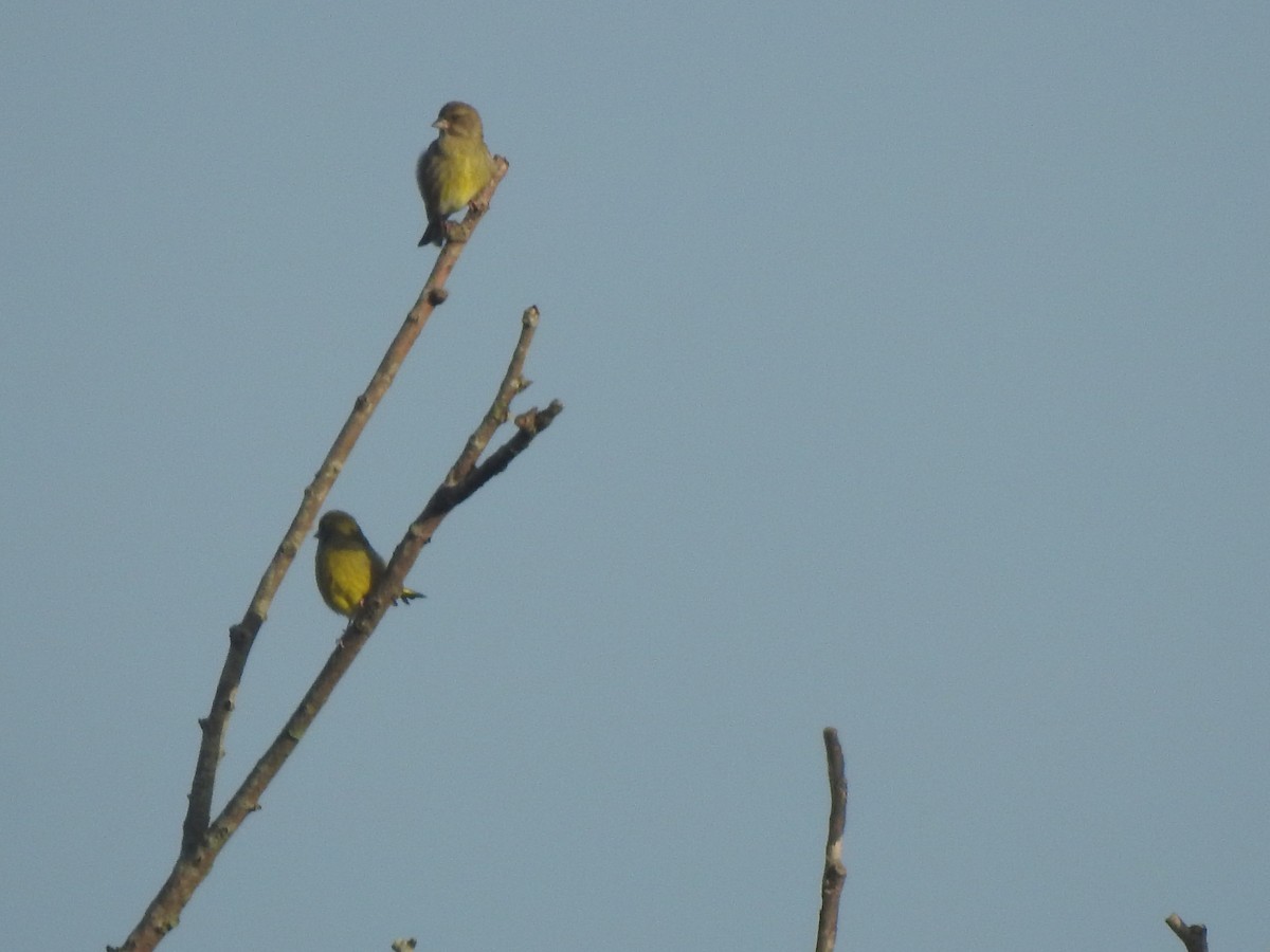 Verdier d'Europe - ML644543640