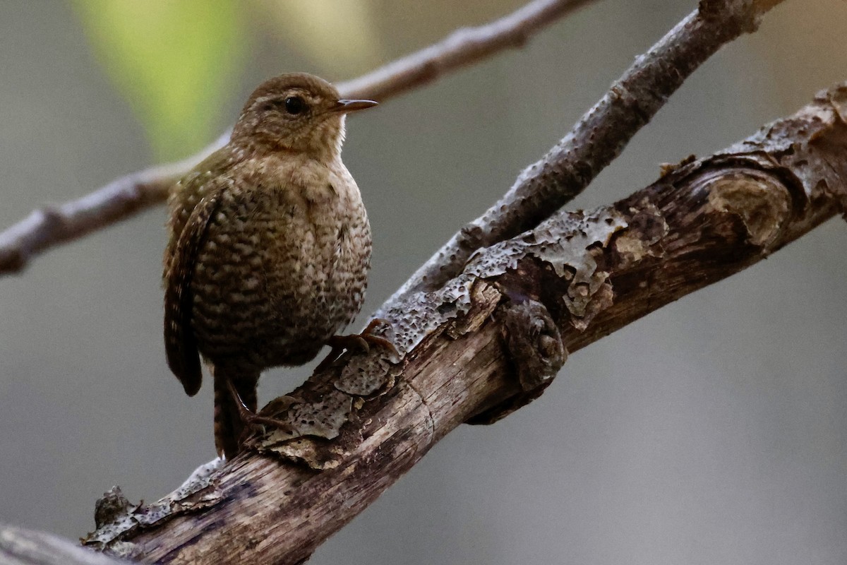 Winter Wren - ML644543663