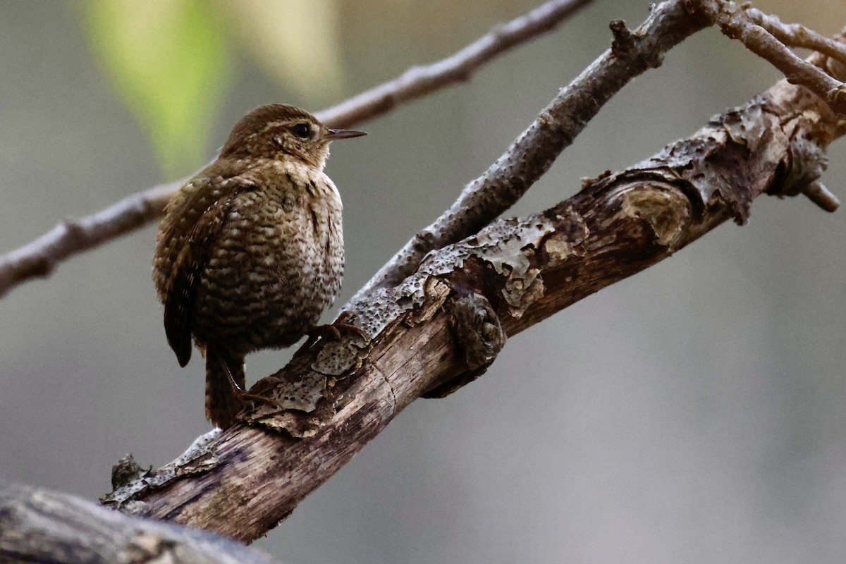 Winter Wren - ML644543664
