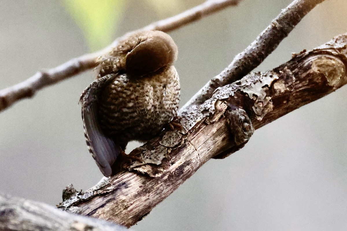 Winter Wren - ML644543665