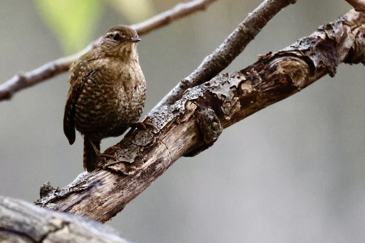 Winter Wren - ML644543666