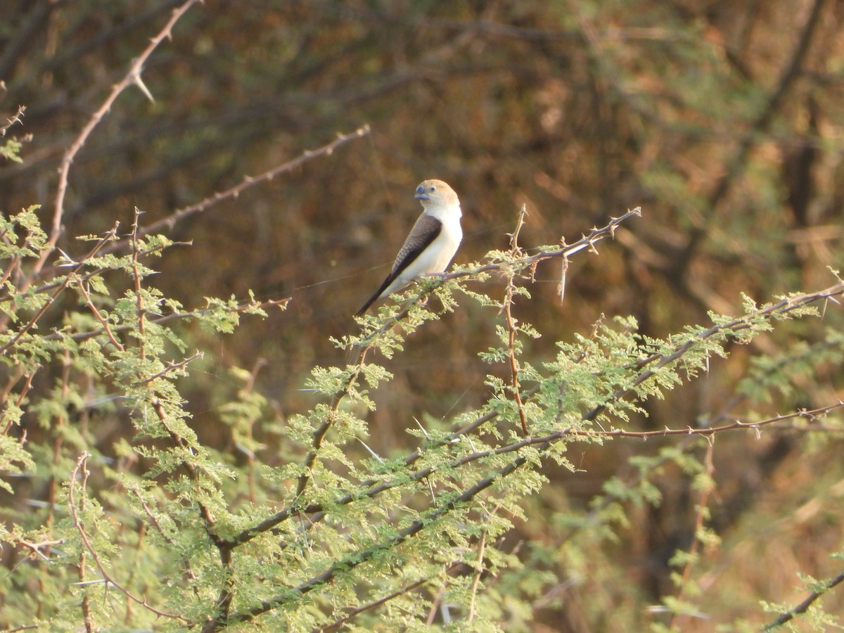 African Silverbill - ML644543677