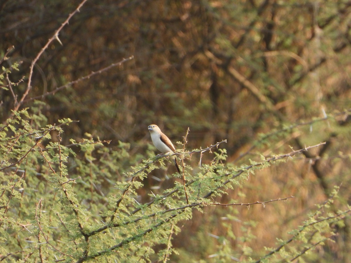 African Silverbill - ML644543678
