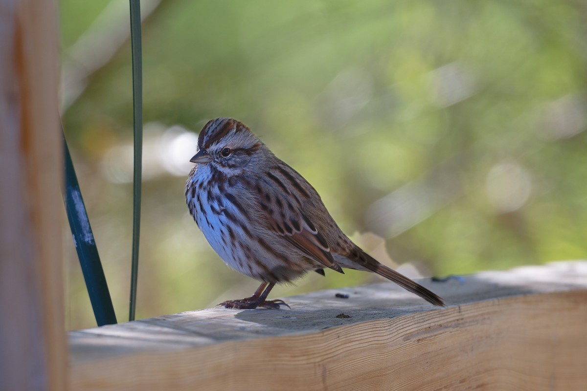 Bruant chanteur - ML644543689