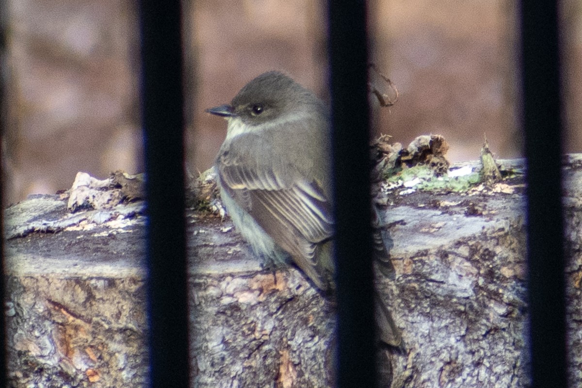 ツキヒメハエトリ - ML644543701