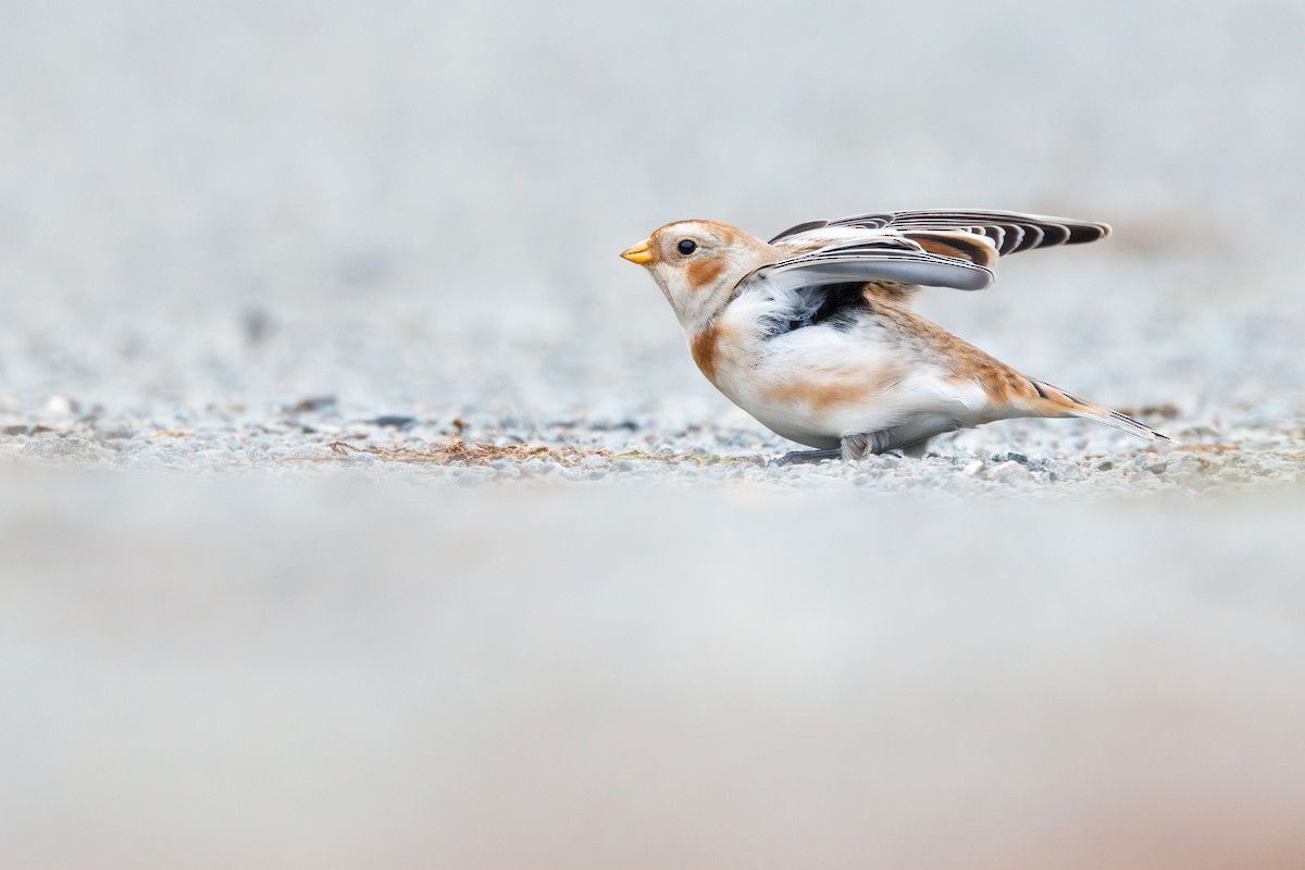 Snow Bunting - ML644543702