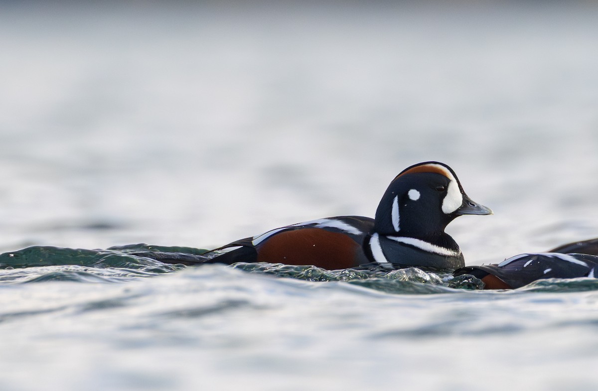 Хотгуужин чөрх - ML644543703