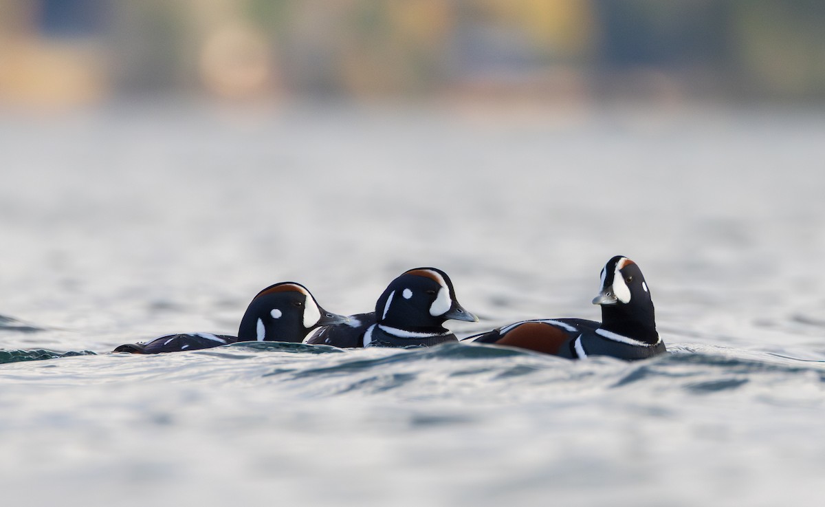 Хотгуужин чөрх - ML644543704