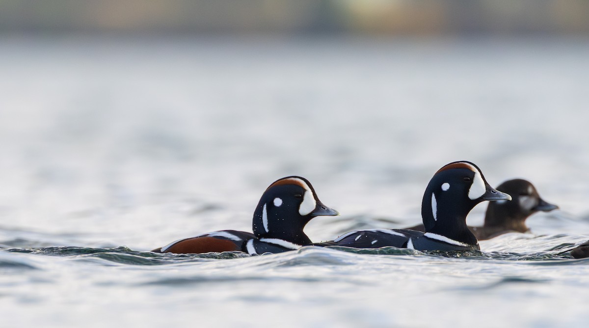 Хотгуужин чөрх - ML644543705