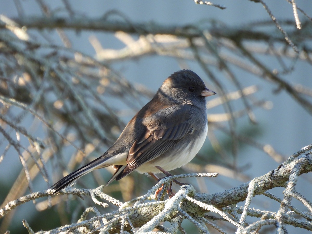 Dark-eyed Junco - ML644543706