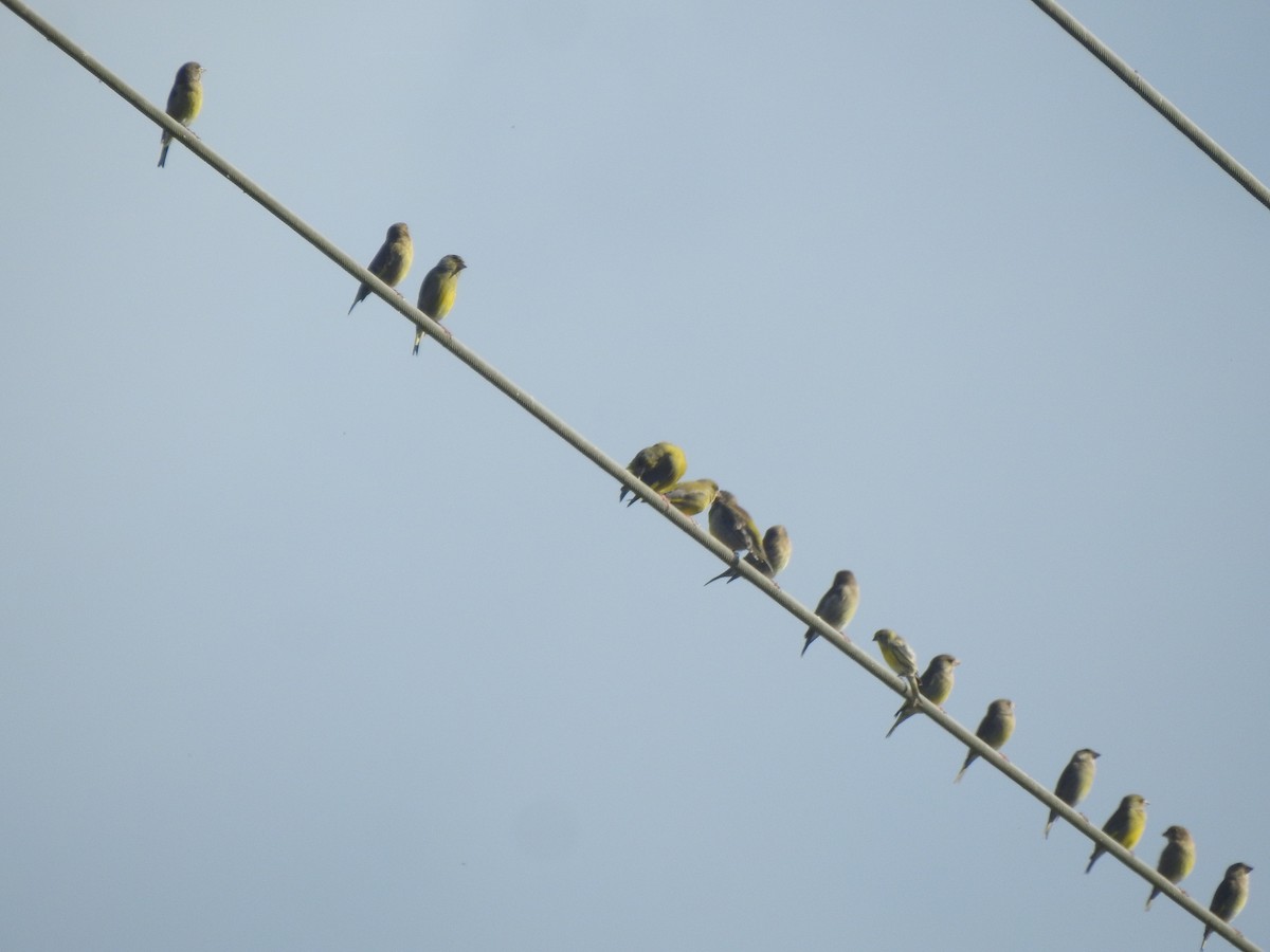 Verdier d'Europe - ML644543711