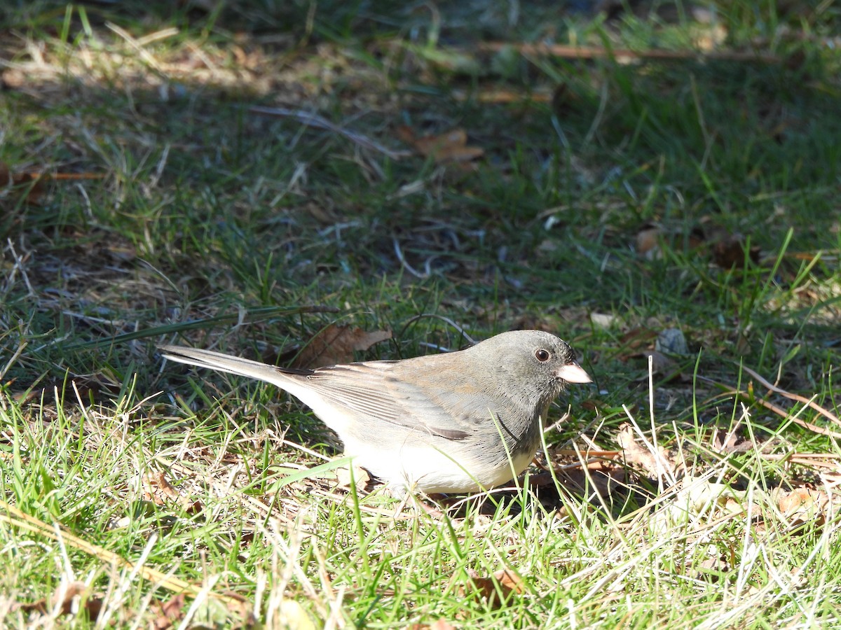 Dark-eyed Junco - ML644543720