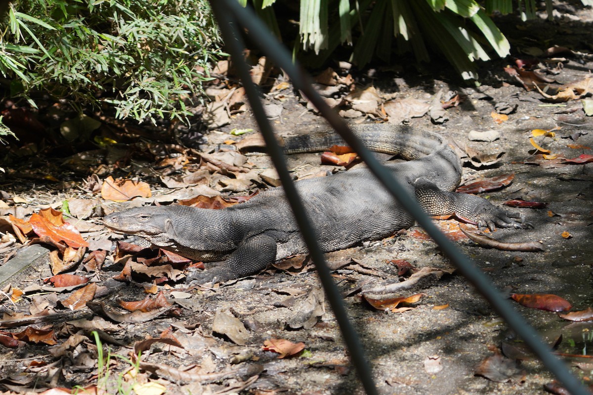 Southeast Asian Water Monitor - ML644543724
