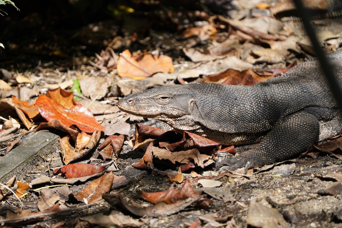 Southeast Asian Water Monitor - ML644543725
