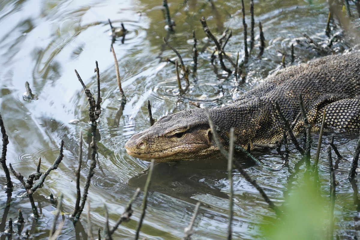 Southeast Asian Water Monitor - ML644543726