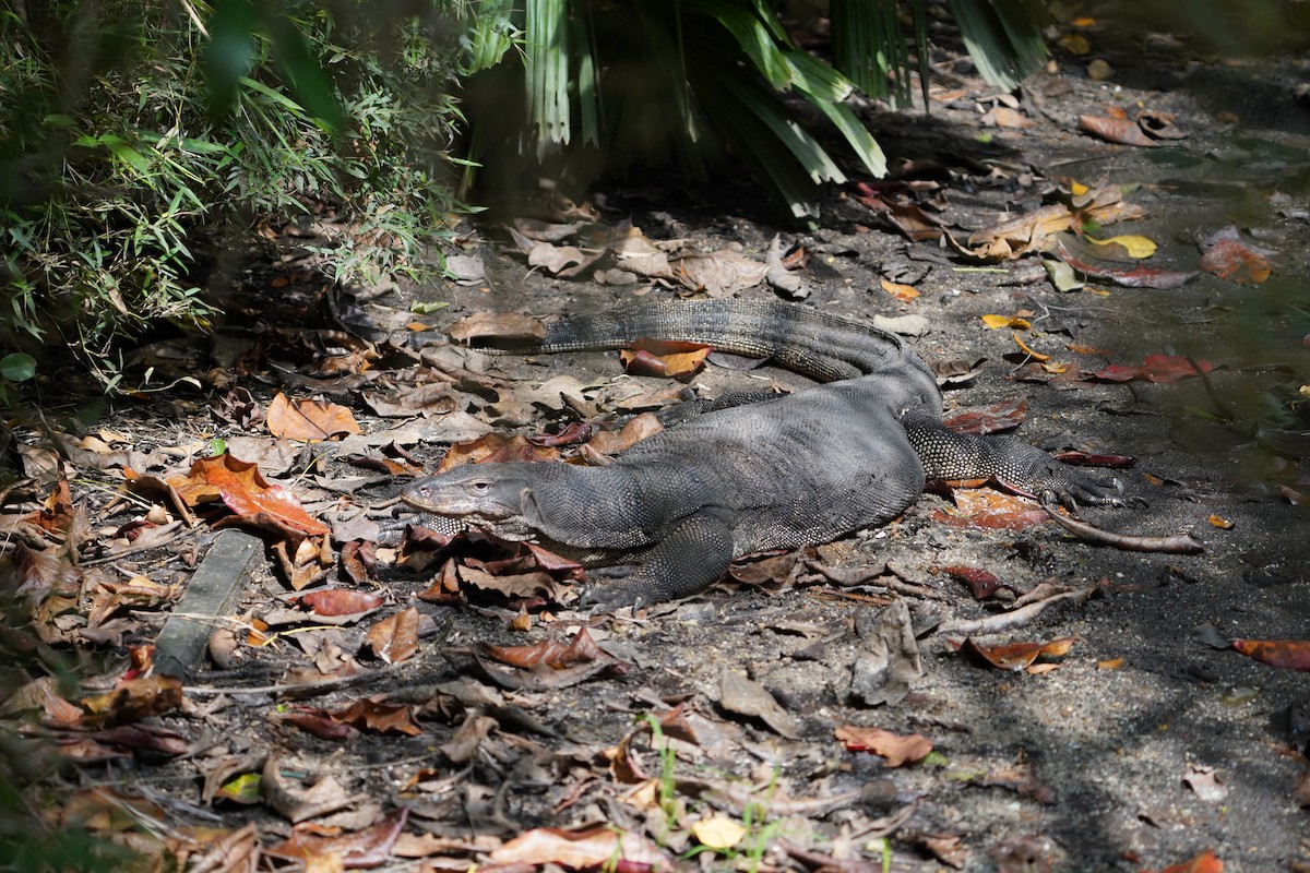 Southeast Asian Water Monitor - ML644543727