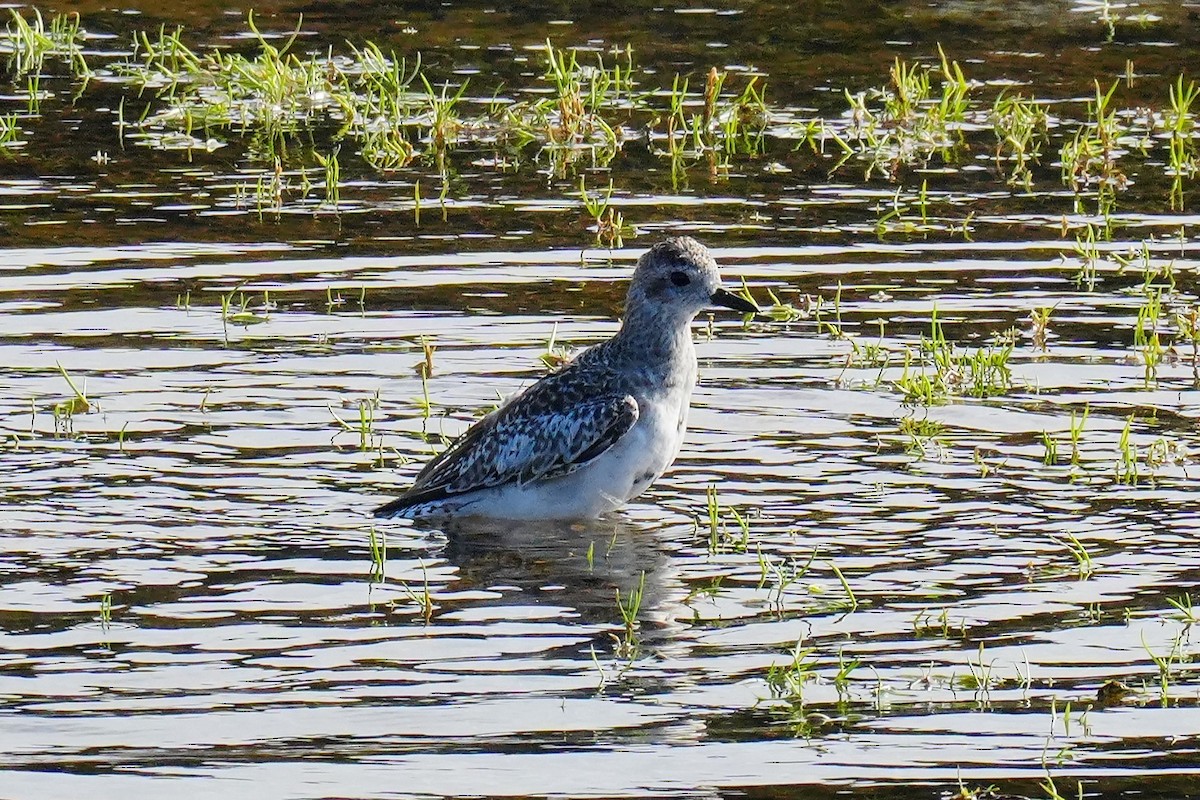 Black-bellied Plover - ML644543728