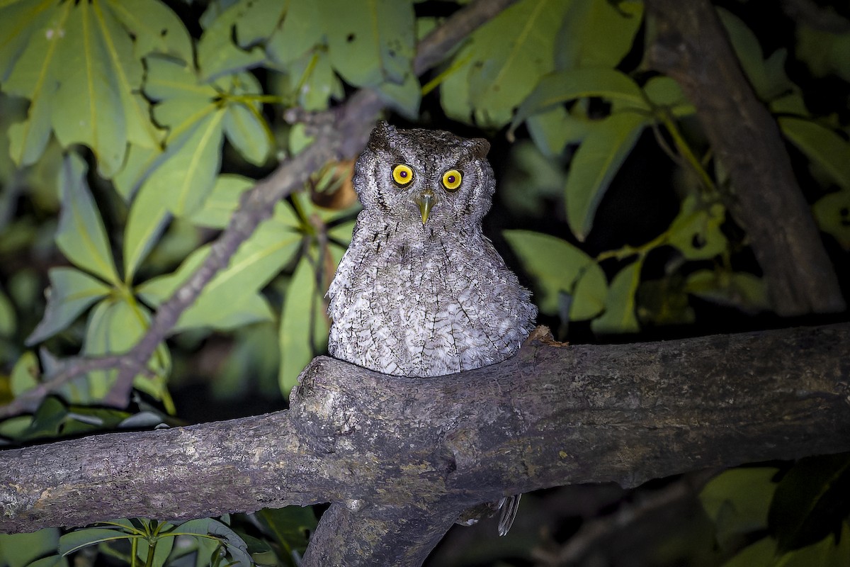 Autillo de Manglar - ML644543744
