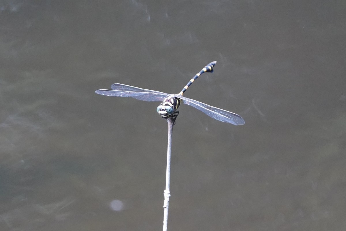 Common Flangetail - ML644543747