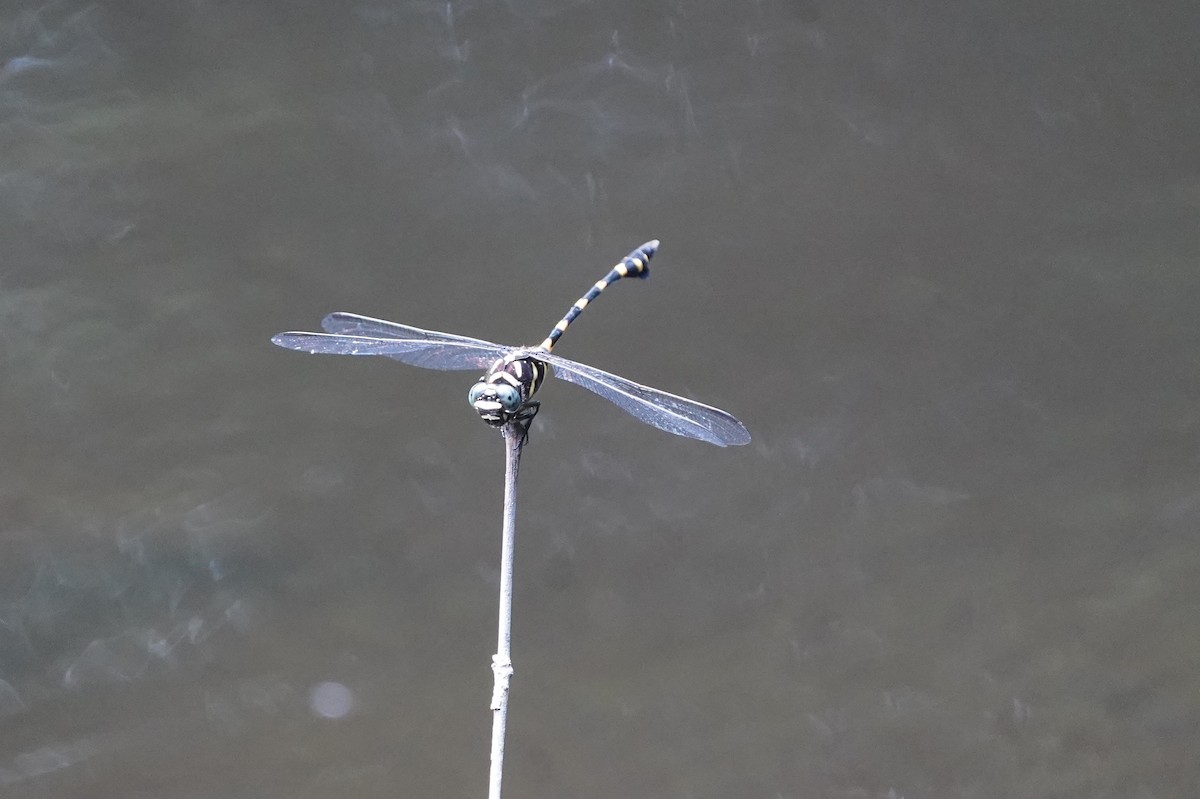 Common Flangetail - ML644543748