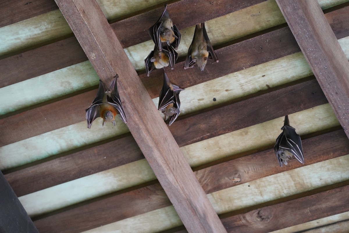 Lesser Short-nosed Fruit Bat - ML644543750