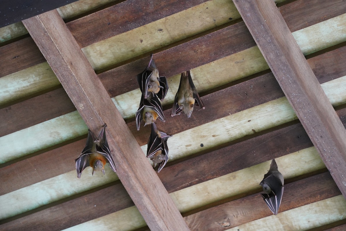 Lesser Short-nosed Fruit Bat - ML644543751