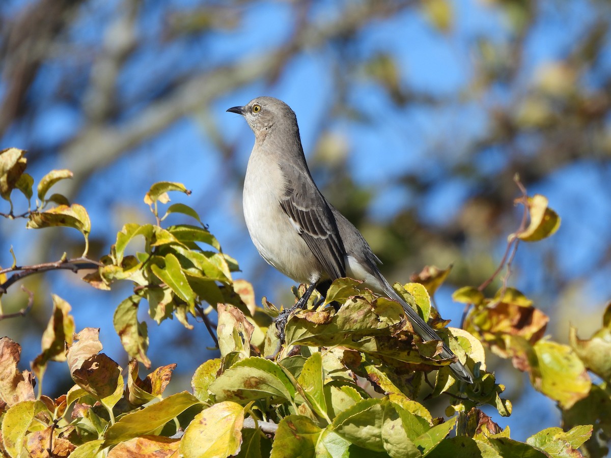 Northern Mockingbird - ML644543755