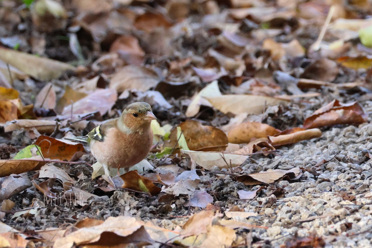 Дуулгат бужирга - ML644543762