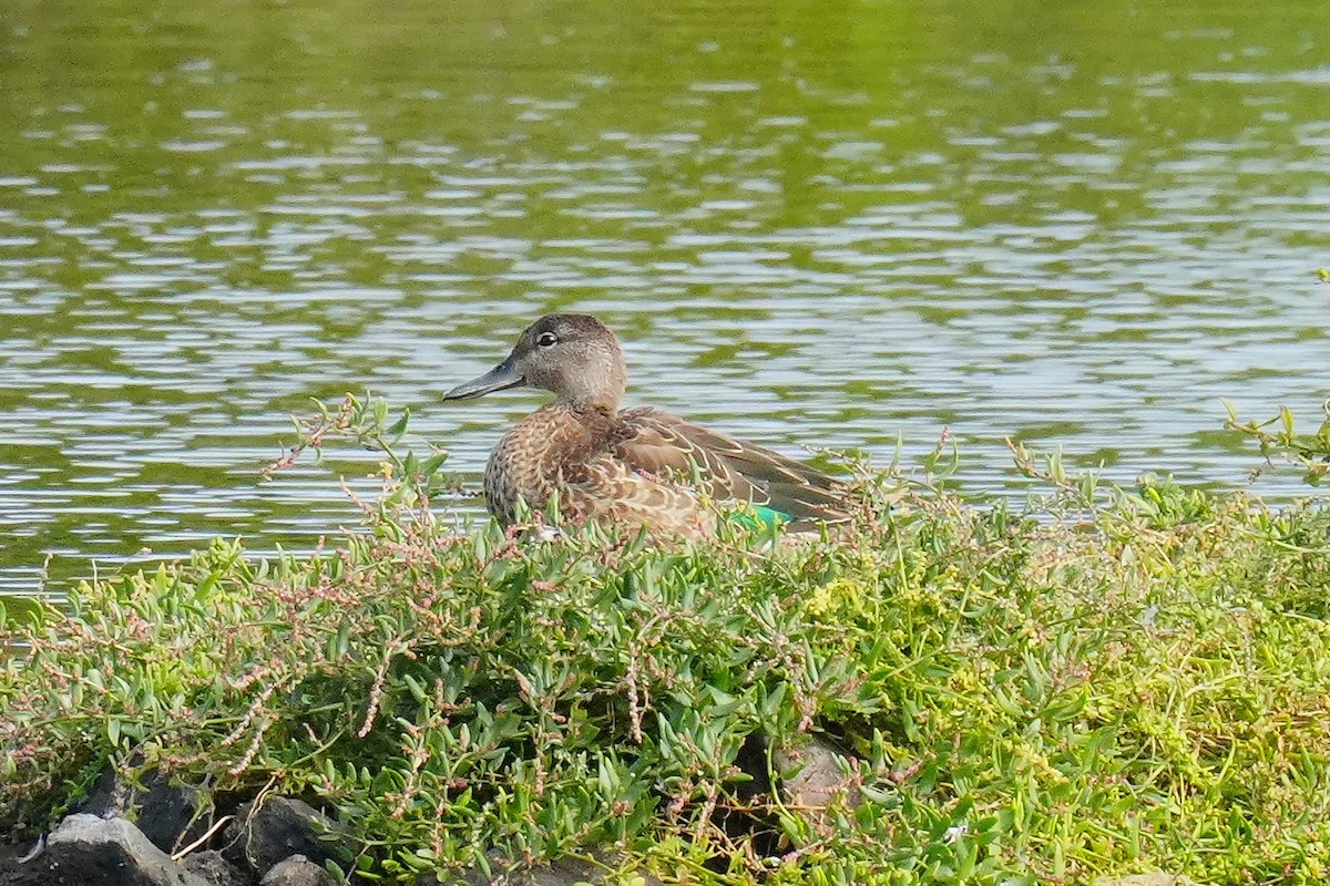 krikkand - ML644543763