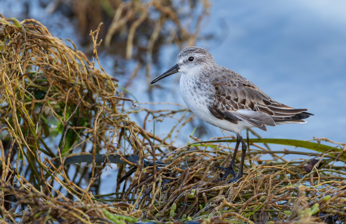 Western Sandpiper - ML644543766