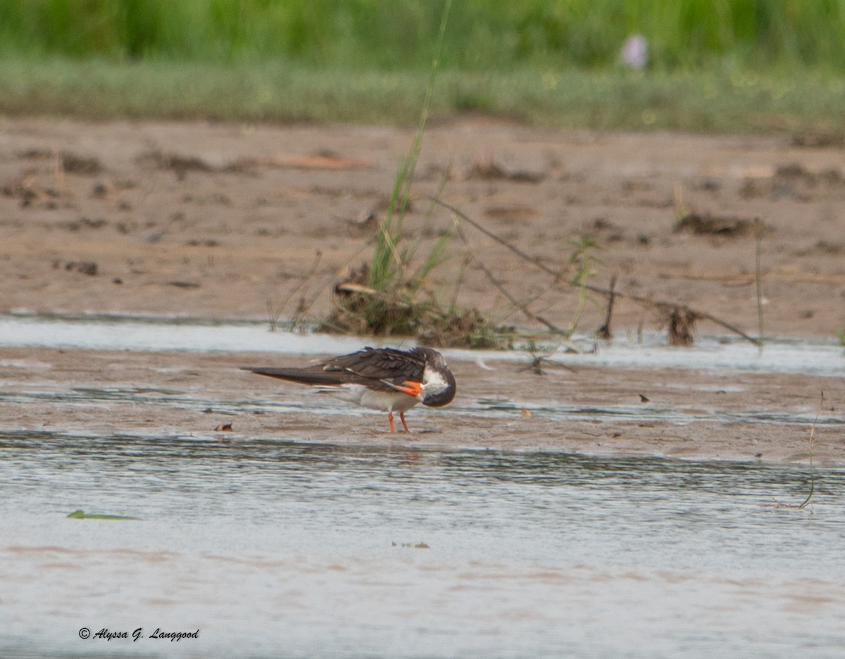 African Skimmer - ML644543768