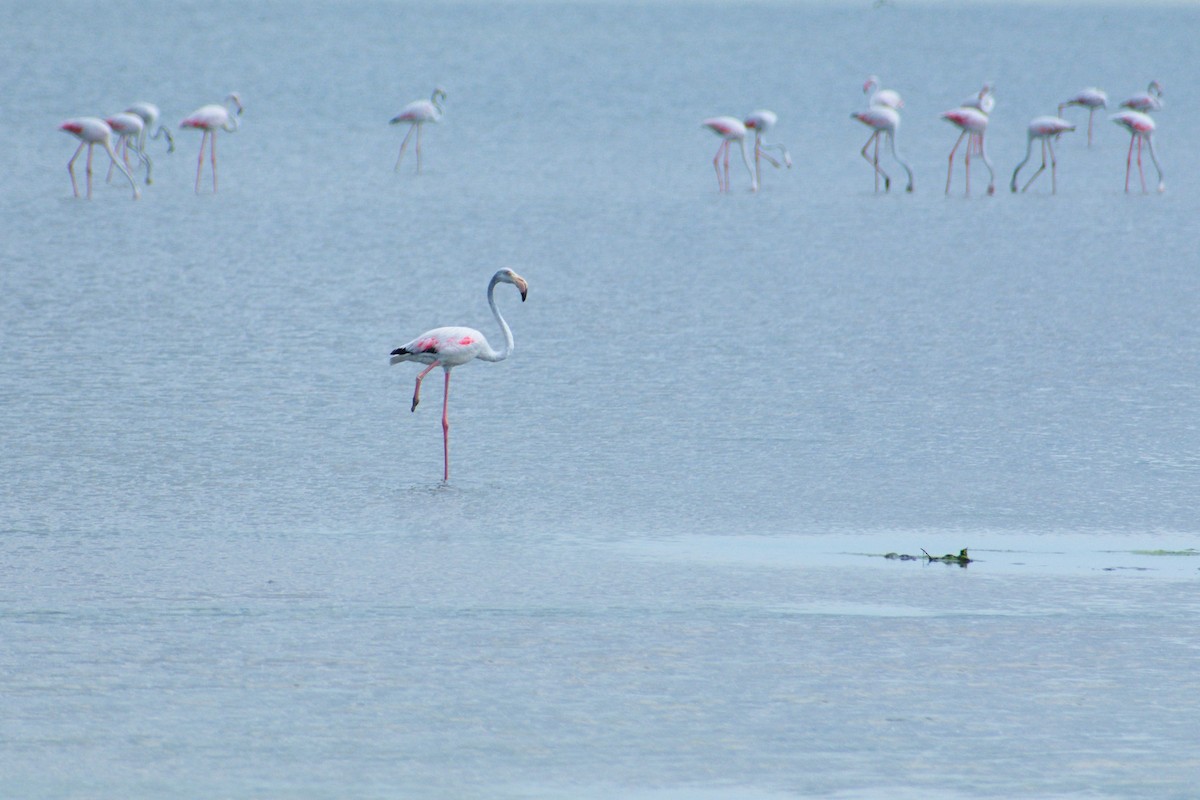 Flamenko handia - ML644543772