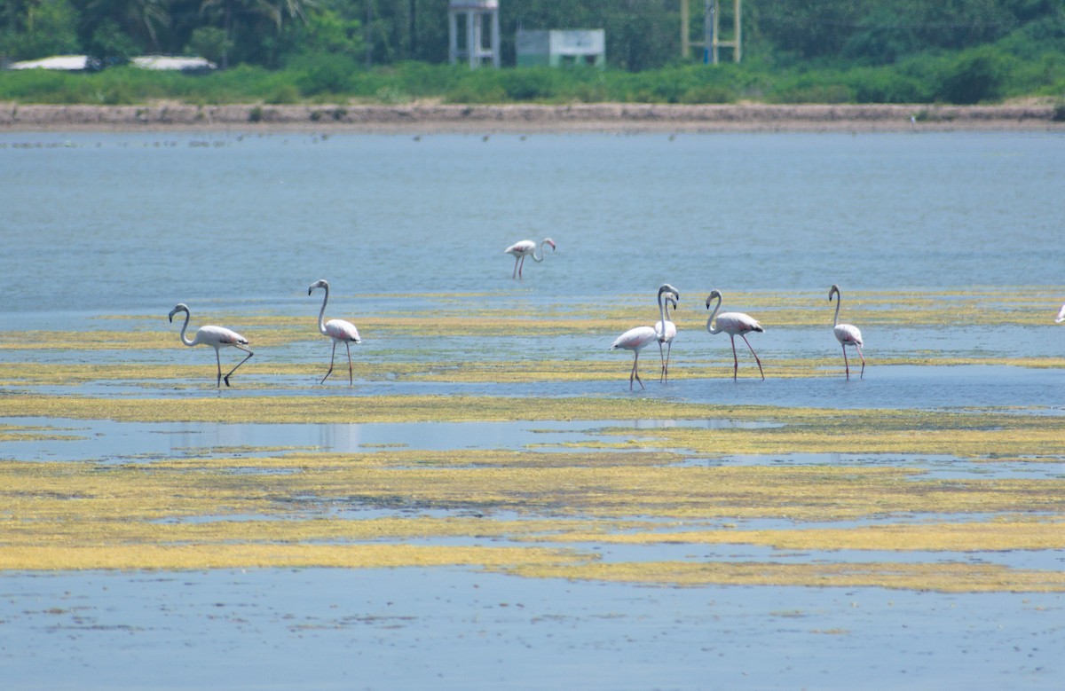 Flamenko handia - ML644543773