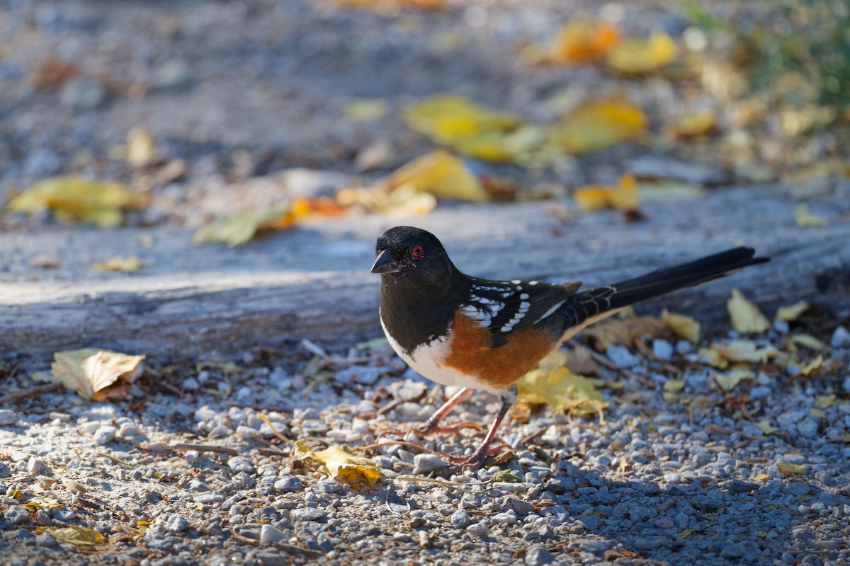 Tohi tacheté - ML644543809