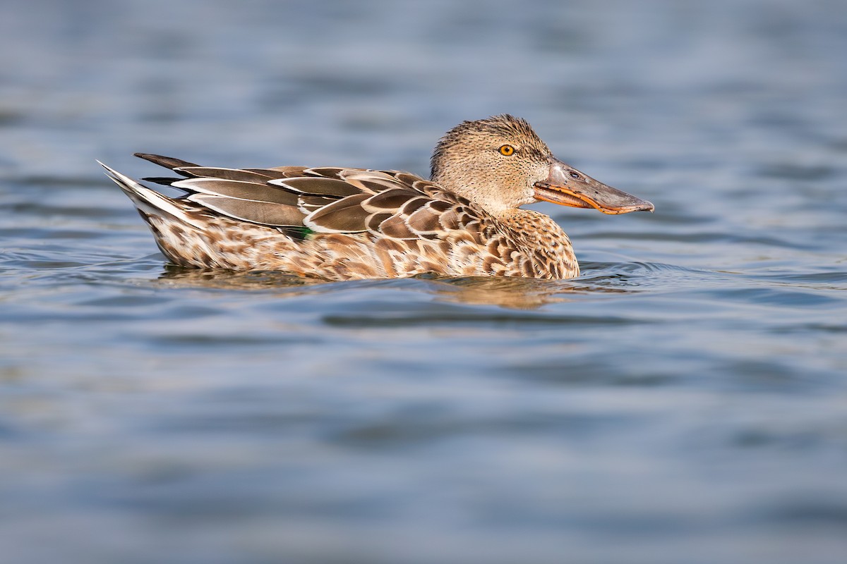 ハシビロガモ - ML644543814