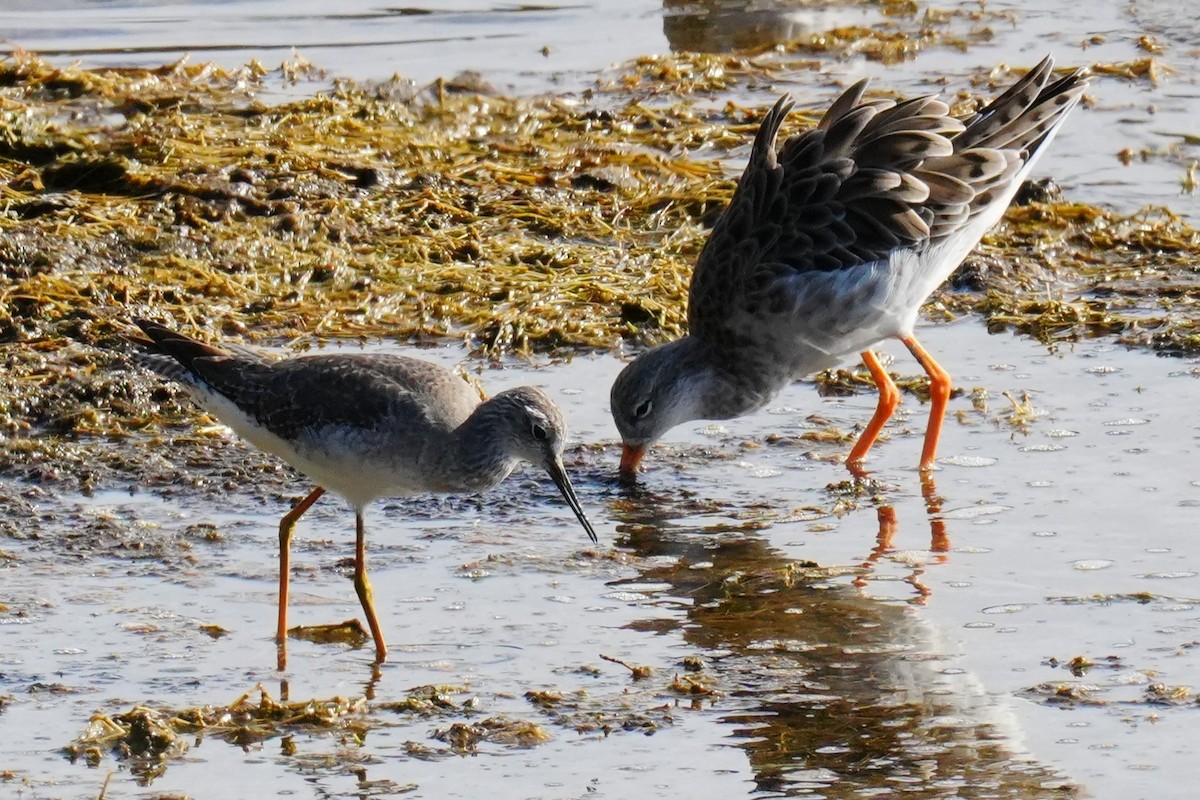 Lesser Yellowlegs - ML644543831