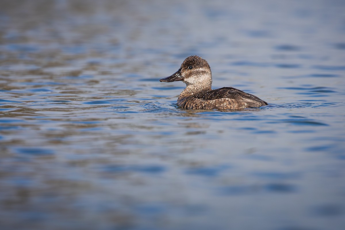 アカオタテガモ - ML644543835