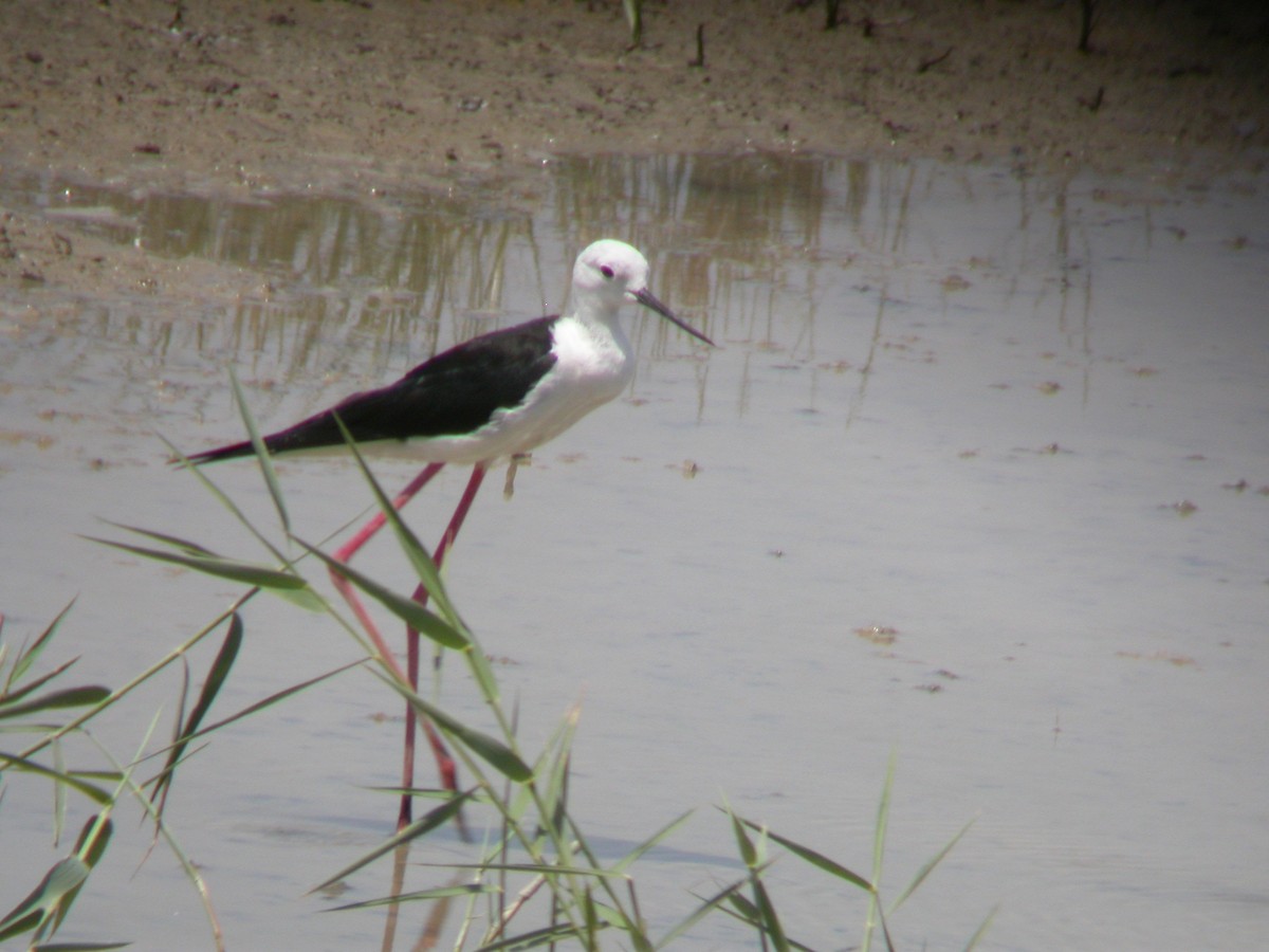 Échasse blanche - ML644543844