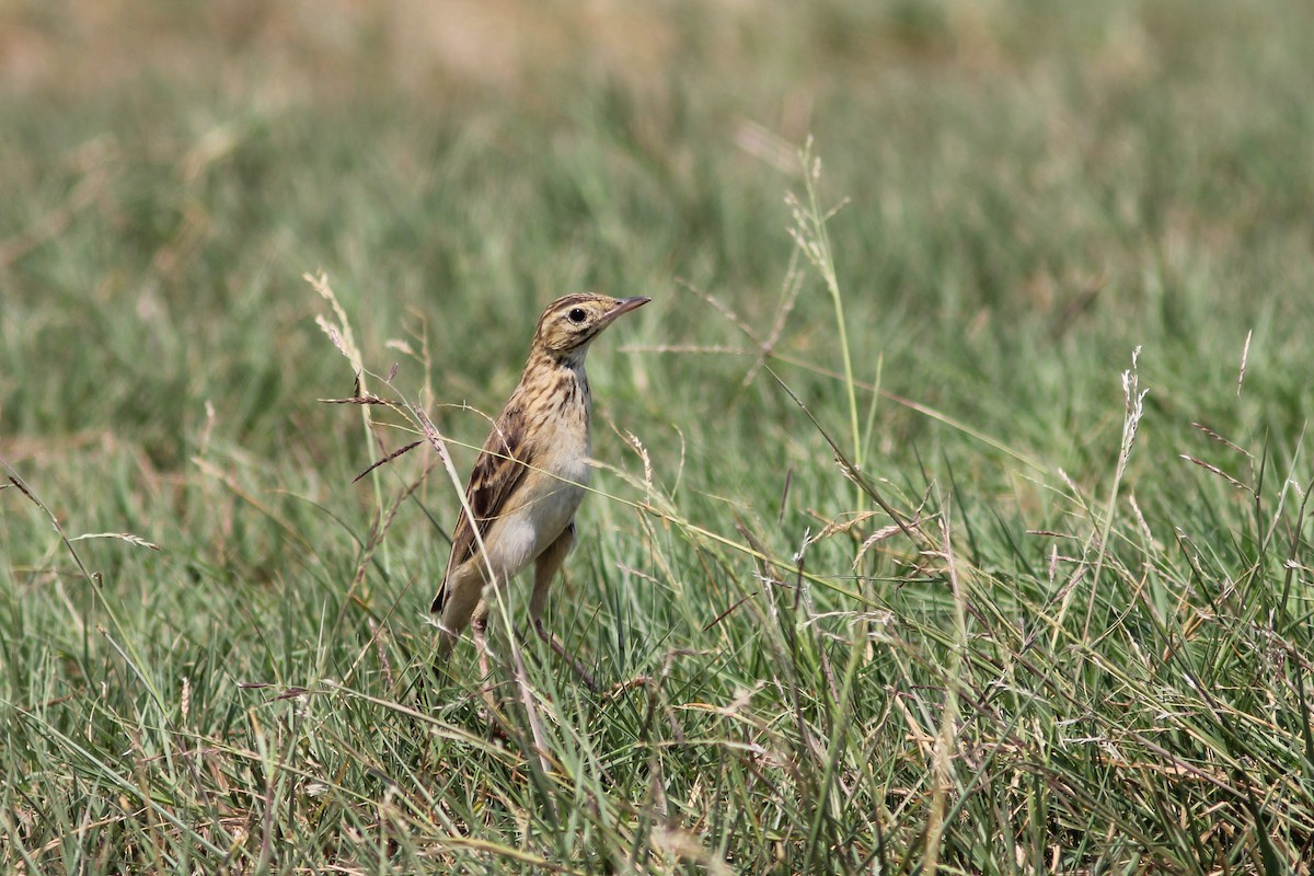 Bisbita Oriental - ML644543847