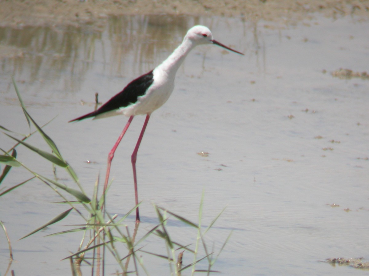 Échasse blanche - ML644543853