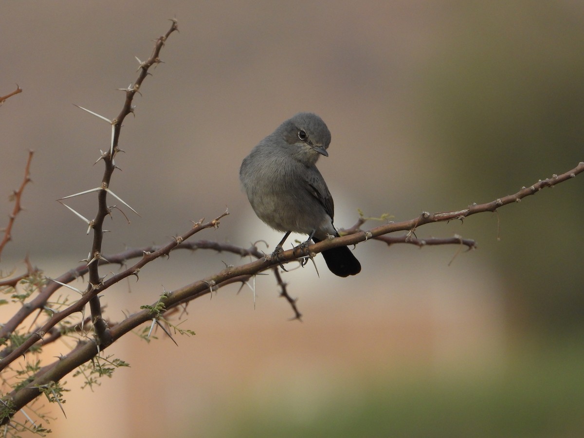 Traquet à queue noire - ML644543858