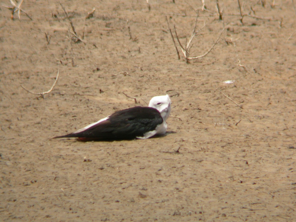 Échasse blanche - ML644543859