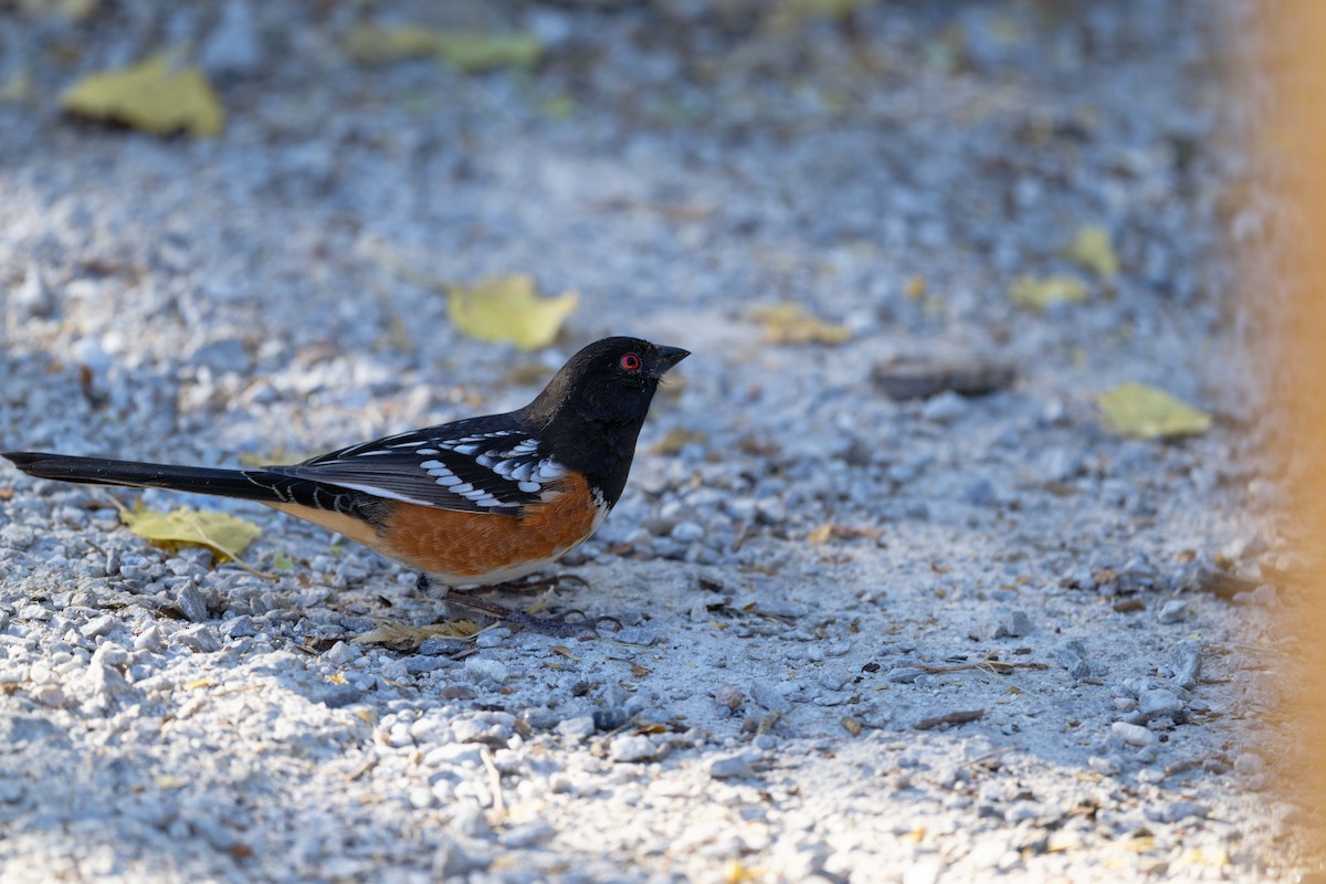 Tohi tacheté - ML644543863