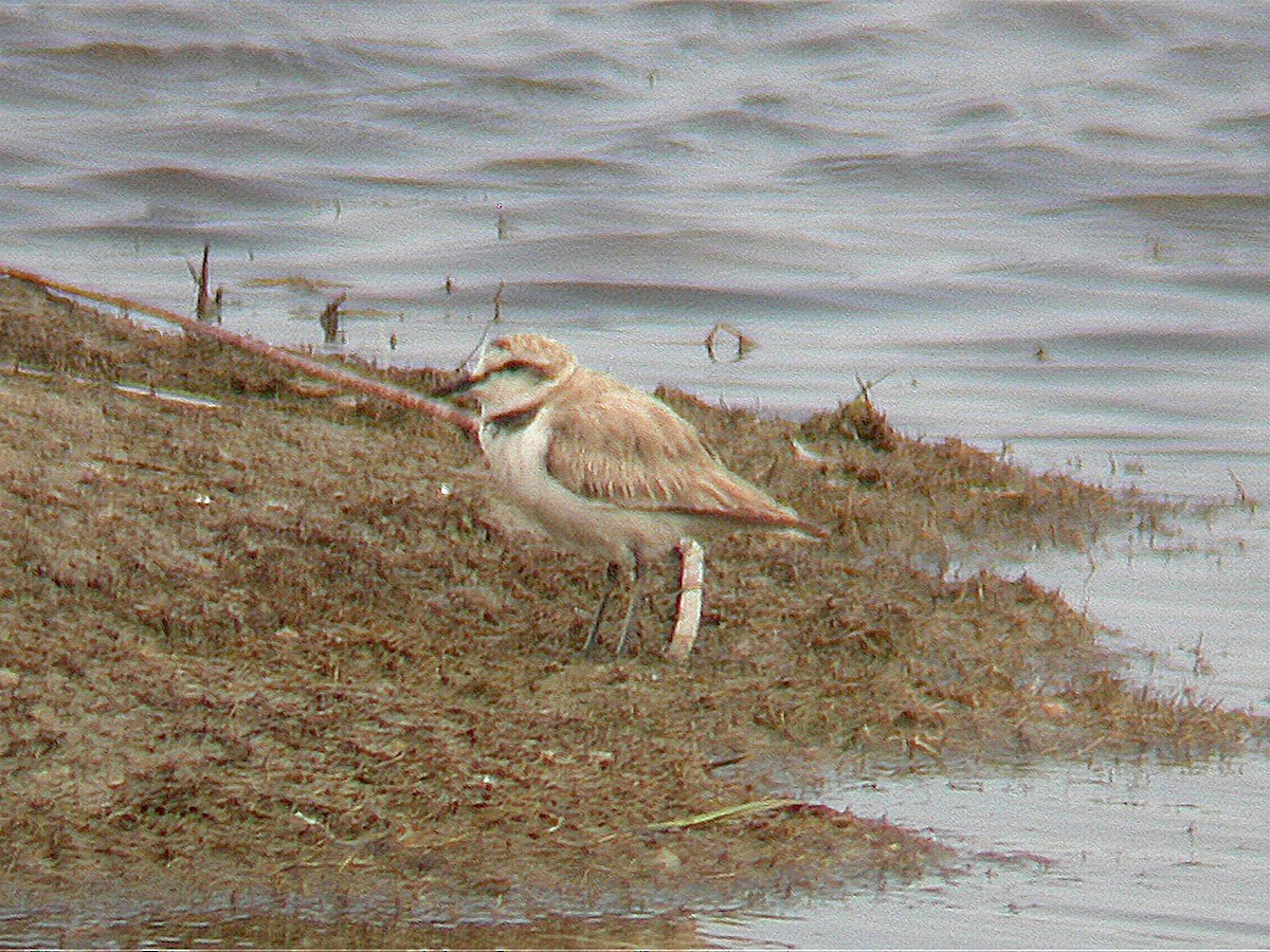 Pluvier à collier interrompu - ML644543864