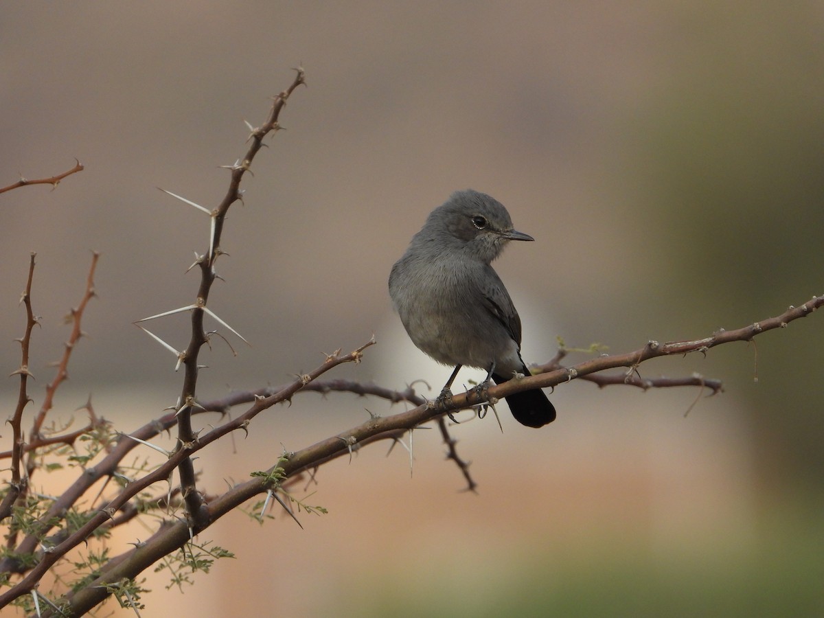 Traquet à queue noire - ML644543865