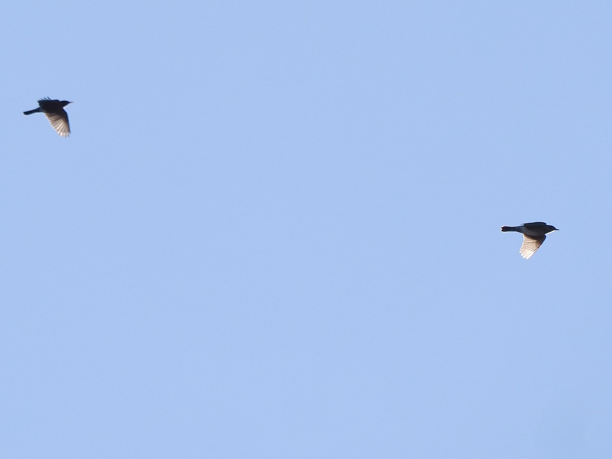 קיכלי נודד - ML644543868