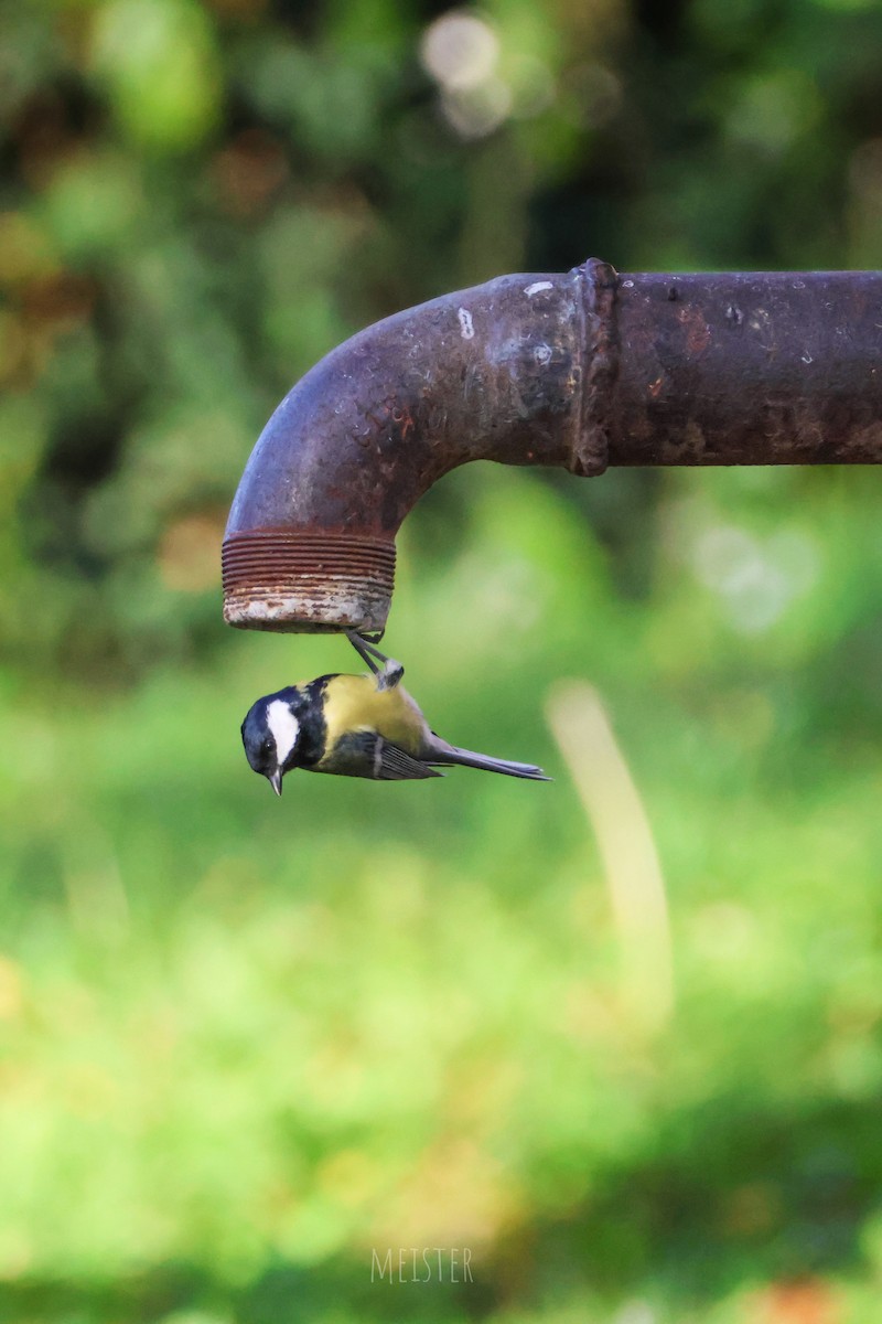 ヨーロッパシジュウカラ - ML644543869